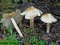 Inocybe fastigiata-amf1032